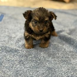 Boy 1 - Black and tan male Yorkshire Terrier puppy in Zebulon, North Carolina from Eastern Wake Yorkies