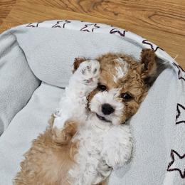 Cavapoo Puppies from Cool Cavapoos