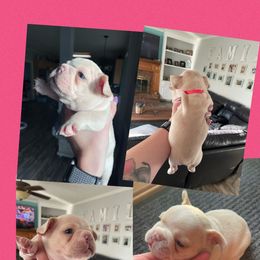 French Bulldog Puppies from Whitehouse Frenchies