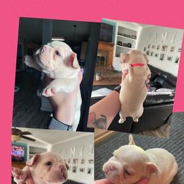 French Bulldog Puppies from Whitehouse Frenchies