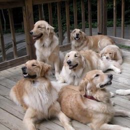 Golden Retrievers from Goldenaire Retrievers