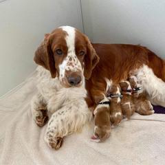 Sussex Spaniel and Welsh Springer Spaniel All Grown Up from Jeane Haverick and Kaileigh Gonzalez