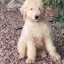 Lincoln - Goldendoodle puppy from Zeusthemoosedoodles