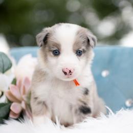 Moonbeam - Blue merle male Border Collie puppy in Conway, Missouri from 2J 2K Border Collies | Maremma Sheepdogs