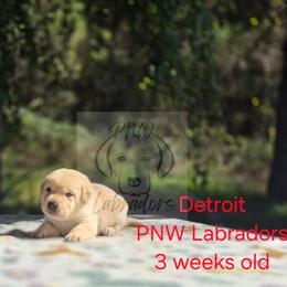 Detroit - Yellow male Labrador Retriever puppy in Rogue River, Oregon from PNW Labradors