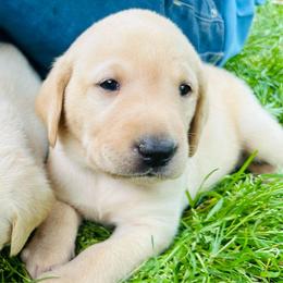 Fuchsia - Yellow female Labrador Retriever puppy in Rock Hill, South Carolina from North Star Retrievers