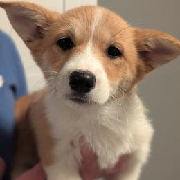 Tonks - Red female Pembroke Welsh Corgi puppy in Mount Vernon, Ohio from Rose Water Corgis in Ohio