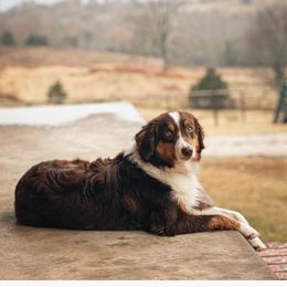 Tali - Miniature American Shepherd