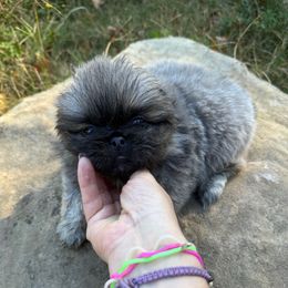 AKC Ice - Gray sable male Pekingese puppy in Cumming, Georgia from Imperial Pekingese