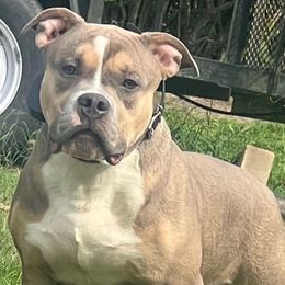 Boy 1 - Fawn sable American Bully puppy in Ocean City, Maryland from NV Kennels