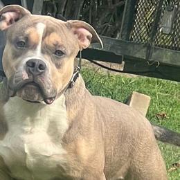 Boy 1 - Fawn sable American Bully puppy in Ocean City, Maryland from NV Kennels