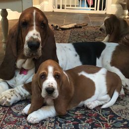 Basset Hound Puppies from Houndful Hearts