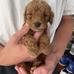 Ruby - Red  female Goldendoodle puppy in Strasburg, Pennsylvania from Still Water Puppies