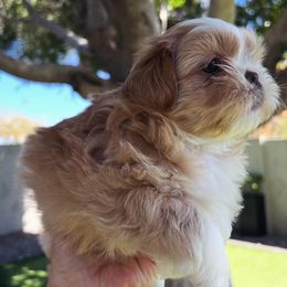 Shih Tzu Puppies from St Roch Shih Tzu