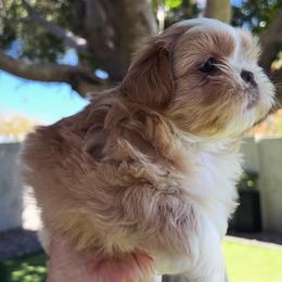Shih Tzu Puppies from St Roch Shih Tzu