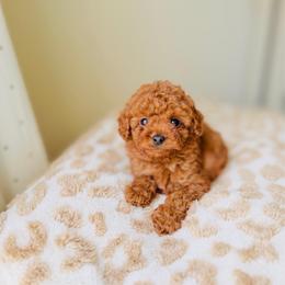 Ray - Apricot male Goldendoodle puppy in Elizabethtown, Kentucky from Reddy Poodles & Doodles