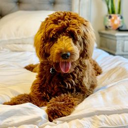 Leah - Goldendoodle