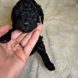 Cockapoo Puppies from Stella’s Six