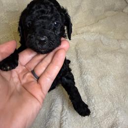 Cockapoo Puppies from Stella’s Six