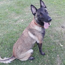 Belgian Malinois and Boston Terrier All Grown Up from SB & Raksha