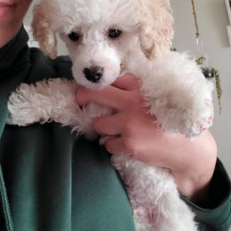 Bernedoodles, German Shepherds, and Poodles from Sun-Kissed Doodle Pad & Mischief Frenchies
