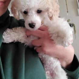 Bernedoodles, German Shepherds, and Poodles from Sun-Kissed Doodle Pad & Mischief Frenchies