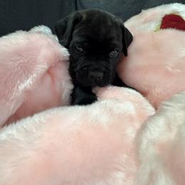 Black - Black brindle male Cane Corso puppy in Crawfordsville, Indiana from Silverstone Cane Corso