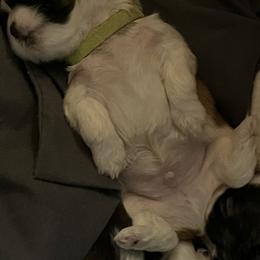 Shih Tzu Puppies from Brenda Wethington
