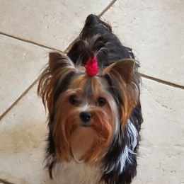 "This is Penny at 10 months old. She is beautiful in every way. Dark black body and the tri-colored face. She is a sweet girl" Yorkshire Terrier All Grown Up from Lori's Ohana Yorkies