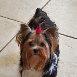 "This is Penny at 10 months old. She is beautiful in every way. Dark black body and the tri-colored face. She is a sweet girl" Yorkshire Terrier All Grown Up from Lori's Ohana Yorkies