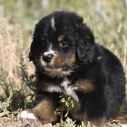 Bernese Mountain Dog, Golden Mountain Dog, and Golden Retriever Puppies from Grateful Bernese & Gage's Goldens
