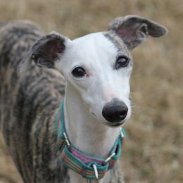 Whippets from Wildbriar Whippets