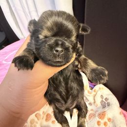 Kenzo - Black and tan male Shih Tzu puppy in Orange, California from Shih Tzu Hauz