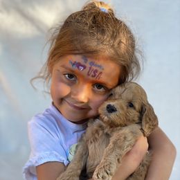 Goldendoodle Puppies from Daisy Doodles