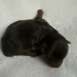 Rolly AKC - Chocolate and tan male Yorkshire Terrier puppy in Labelle, Florida from Chocolate and Parti Yorkies in Florida