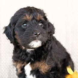 Rye - Phantom female Goldendoodle puppy in Point, Texas from Tiny Paws Goldendoodles