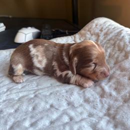 Long hair Dapple male - Dapple male Dachshund puppy in Woodward, Oklahoma from Wiener Dreams Dachshunds