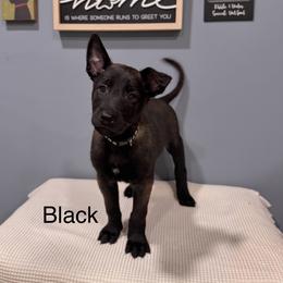 Black - Black sable male Belgian Malinois puppy in Muskegon, Michigan from Red Acres Working Line K9s