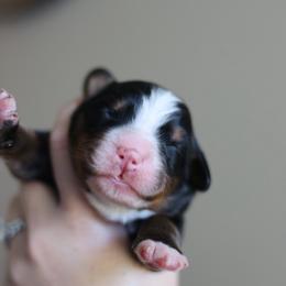 Willow - Tri-color female Bernese Mountain Dog puppy in Williamston, Sc, South Carolina from Dutton Dog Co & Dalla Grazia Doberman