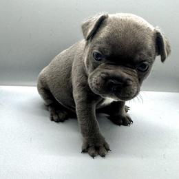 French Bulldog Puppies from DREYCs Frenchies