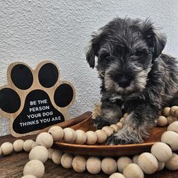 Boy 2 - Salt and pepper male Miniature Schnauzer puppy in Las Vegas, Nevada from Knock & Bark