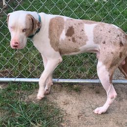 Cache - Catahoula Leopard Dog