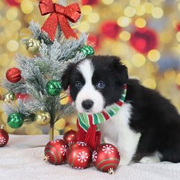 Licorice - Black and white female Border Collie puppy in Franklin, Maine from Broad Meadow Borders