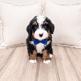 Hank - Tri-color male Bernedoodle puppy in Ormond Beach, Florida from Florida Coast Doodles