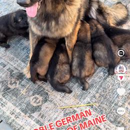 Girl 1 - Sable female German Shepherd puppy in Hollis Center, Maine from Noble German Shepherds of Maine