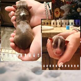 Sarge - Red & white male Miniature Australian Shepherd puppy in North Lakeport, California from Wild Rose Ranch