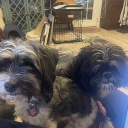 Shorkie puppies from Roover's Oklahoma Shorkies