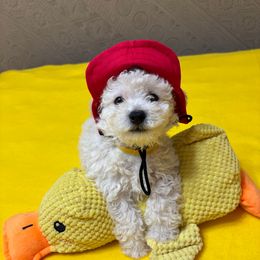 Max- Blue collar - White and apricot male Bichon Frise puppy in 63101 (St. Louis Metro Area), Missouri from BichonSTL