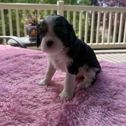 Ariel - Tri-color female Cavalier King Charles Spaniel puppy in Lehi, Utah from Angels and Nobility Cavaliers