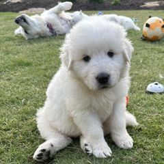 Border Collies and Maremma Sheepdogs from Sweet Clover Creek Farm
